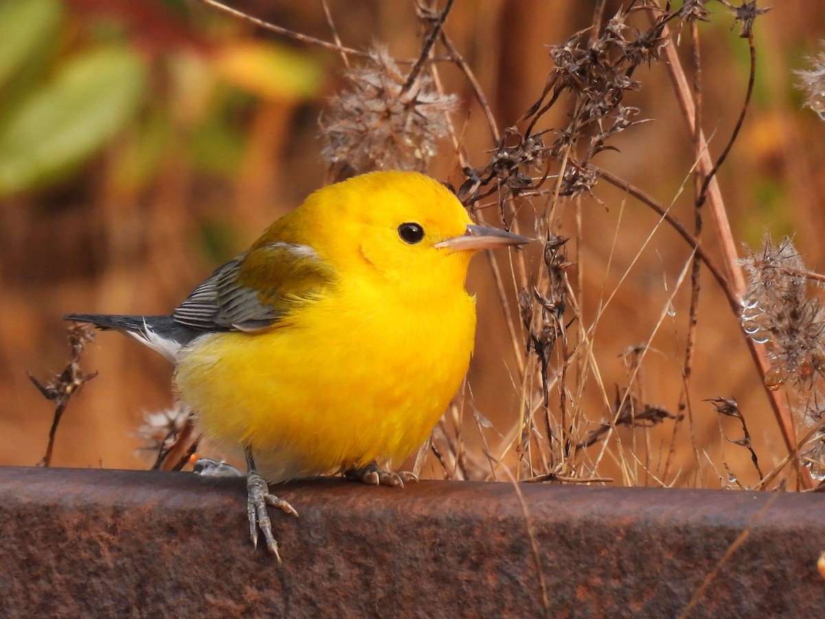 Prothonotary Warbler - ML625852326