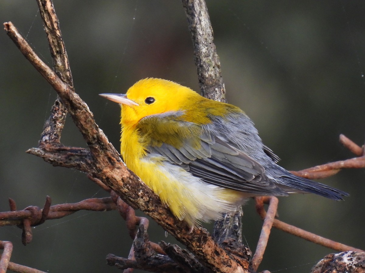 Prothonotary Warbler - ML625852327