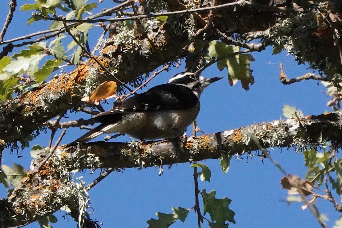 Hairy Woodpecker - ML625852332