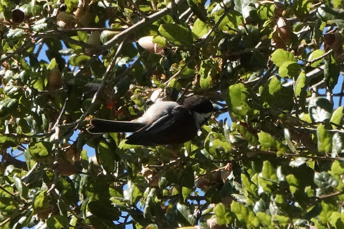 Chestnut-backed Chickadee - ML625852340
