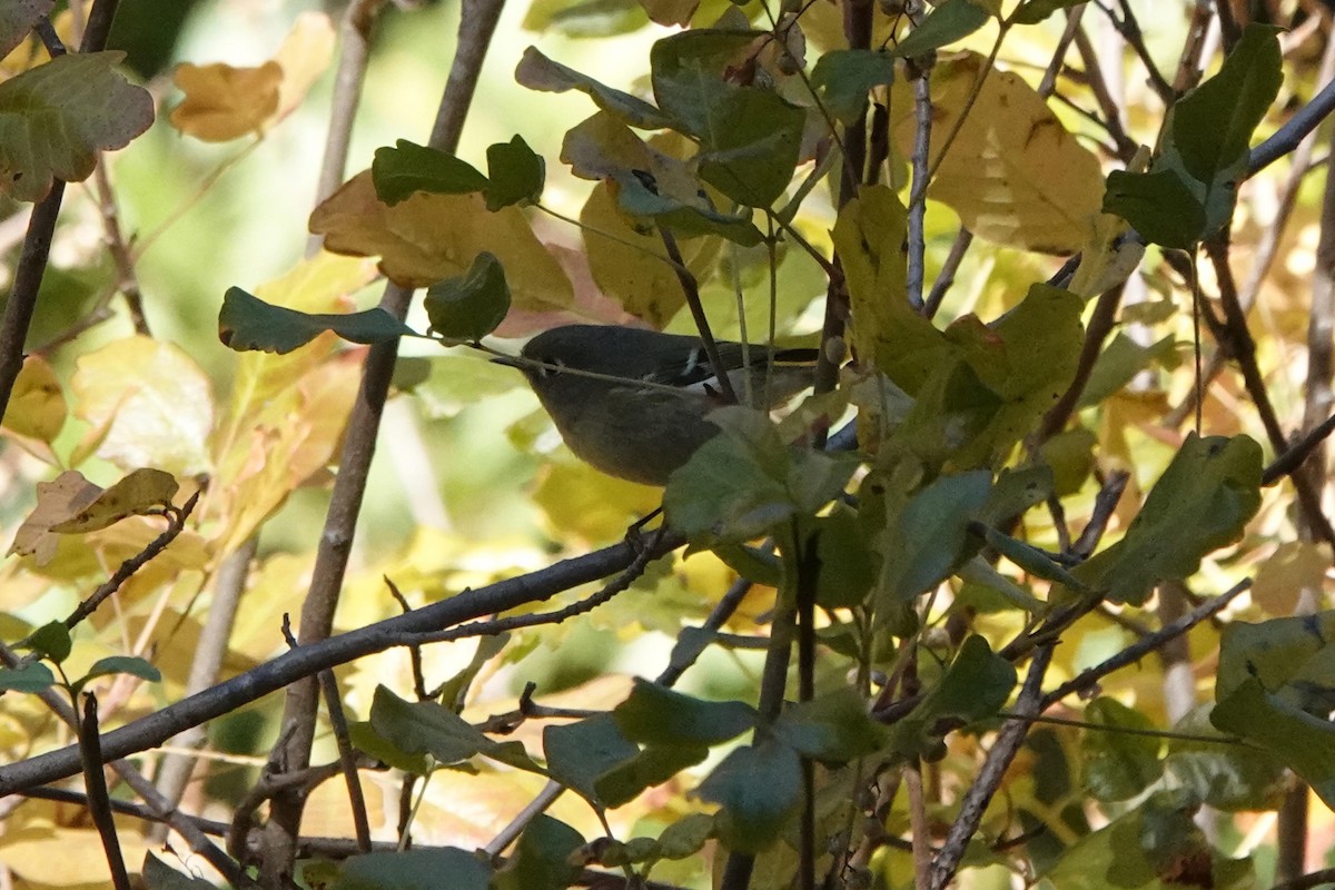 Ruby-crowned Kinglet - ML625852349