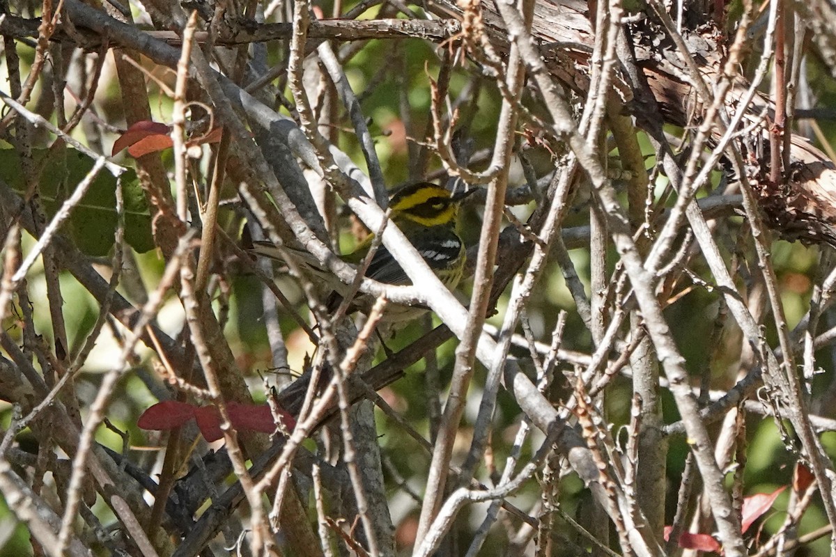 Townsend's Warbler - ML625852354