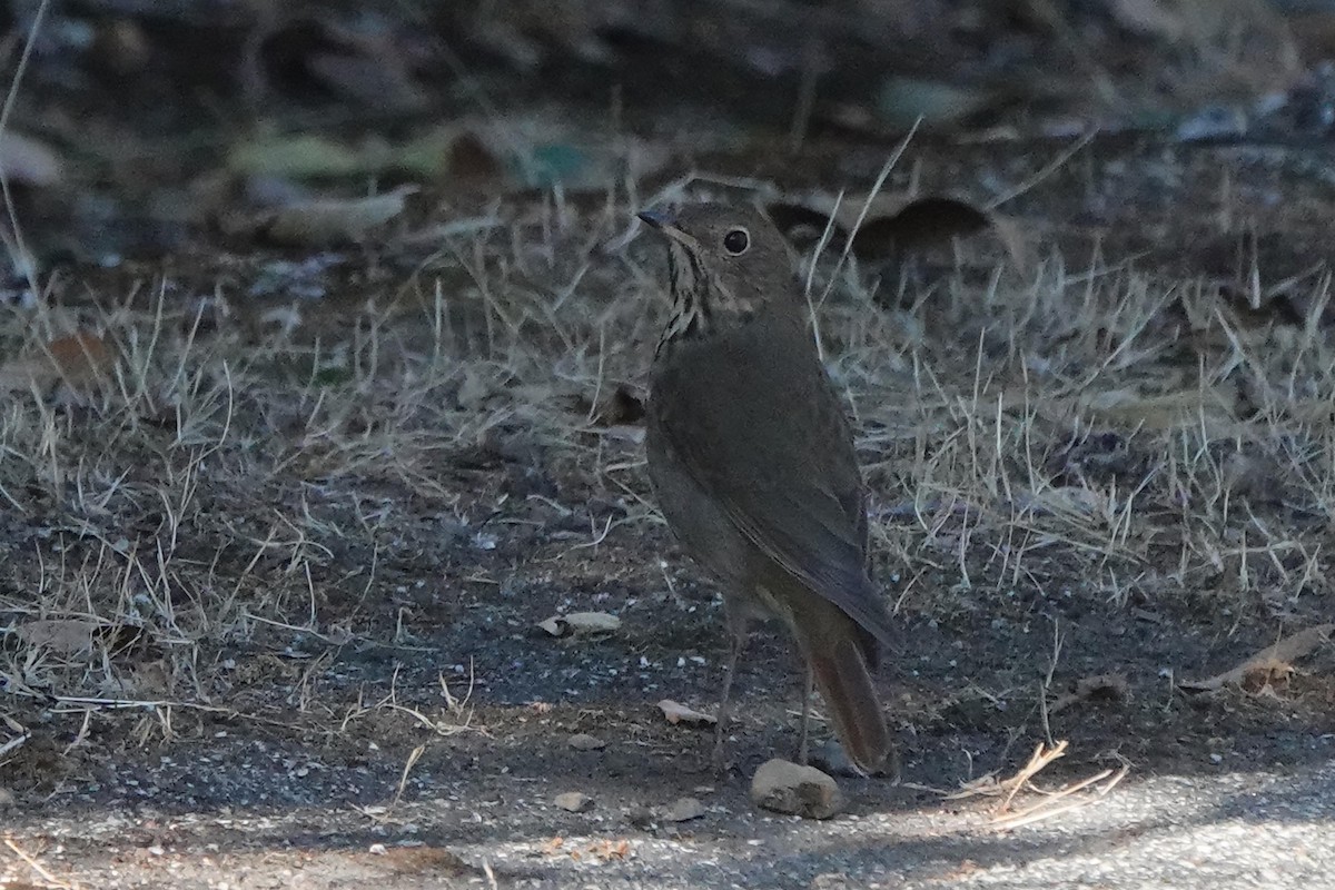 Hermit Thrush - ML625852364