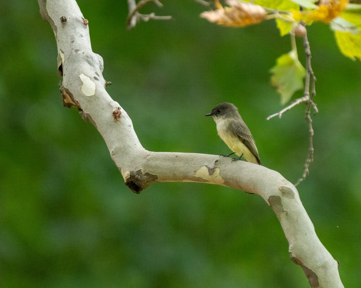 Светлобрюхий фиби - ML625852441
