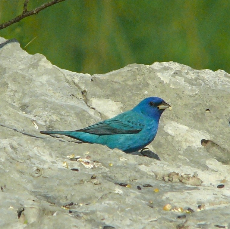 Indigo Bunting - ML625852443