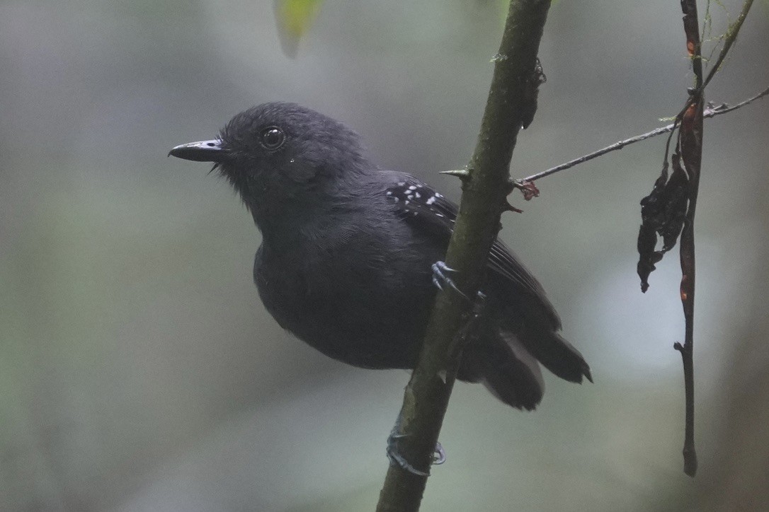 Plumbeous Antvireo - ML625852459