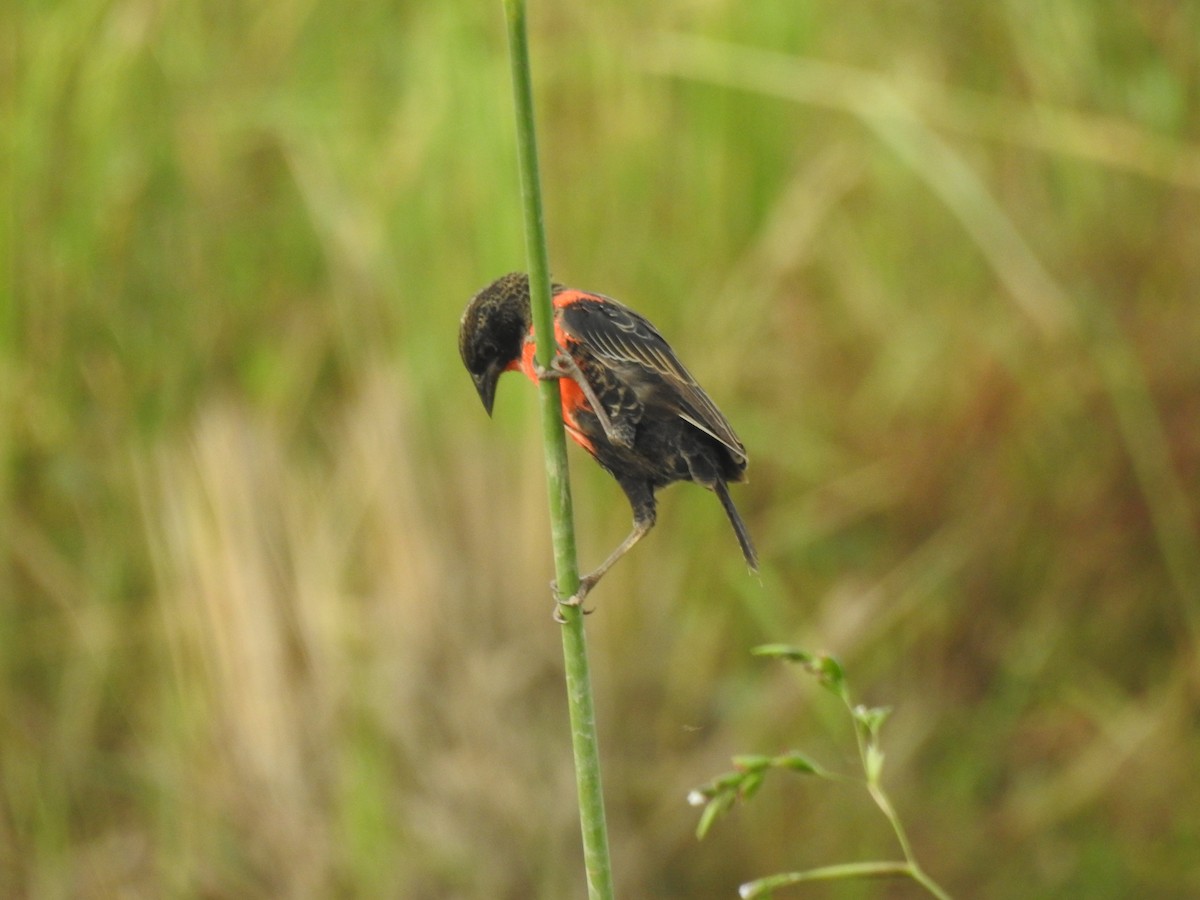 ムネアカマキバドリ - ML625852596