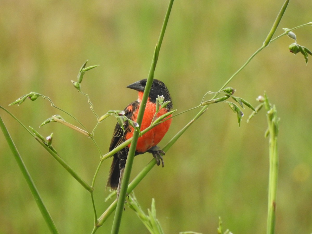 ムネアカマキバドリ - ML625852601