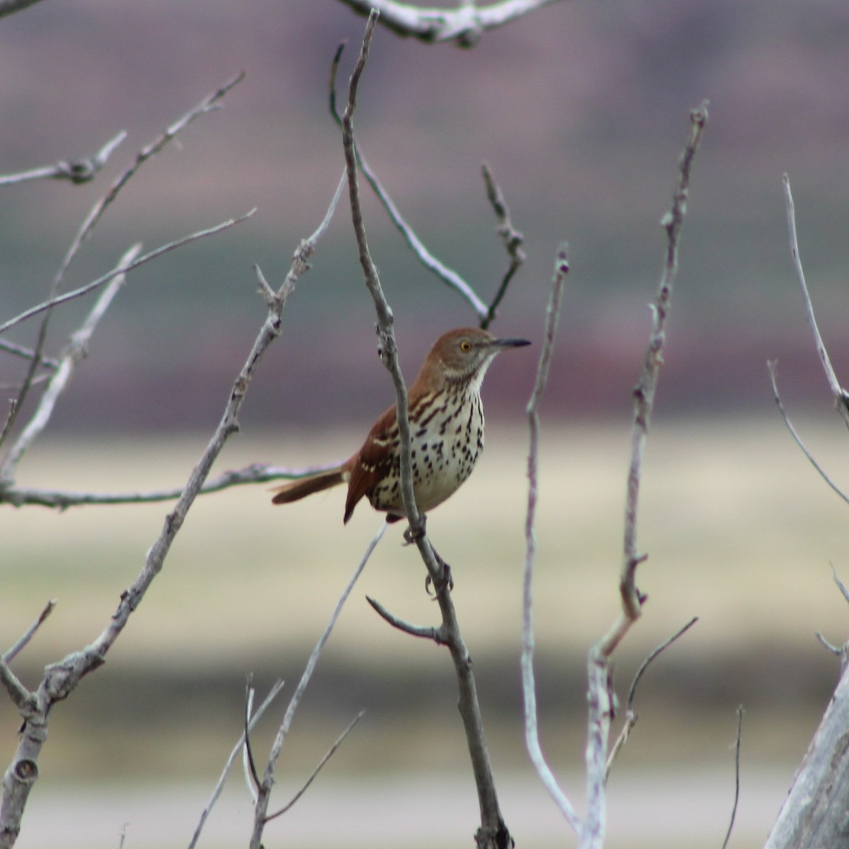 Brown Thrasher - ML625852649