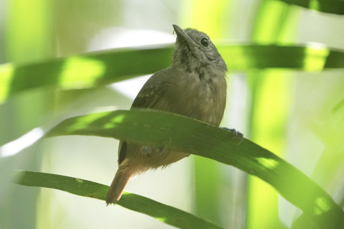 シラナミヒメアリサザイ - ML625852662