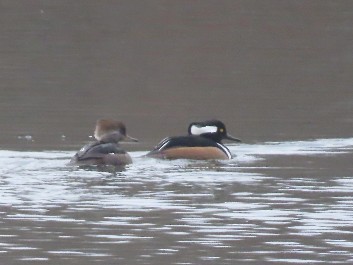 Hooded Merganser - ML625852673