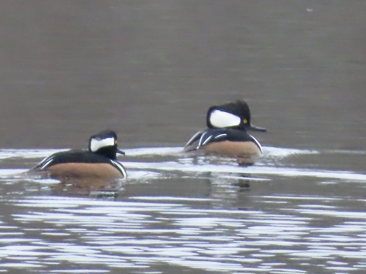 Hooded Merganser - ML625852674