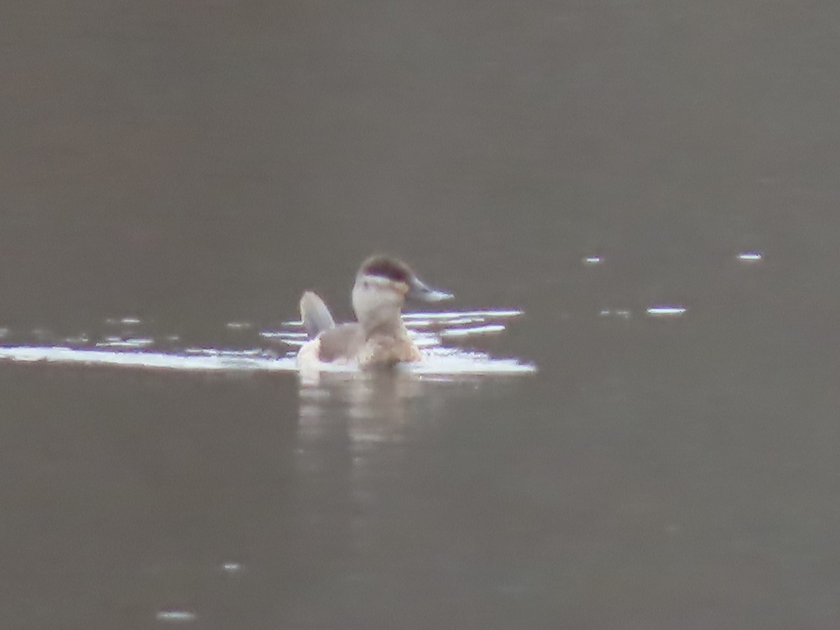 Ruddy Duck - ML625852677
