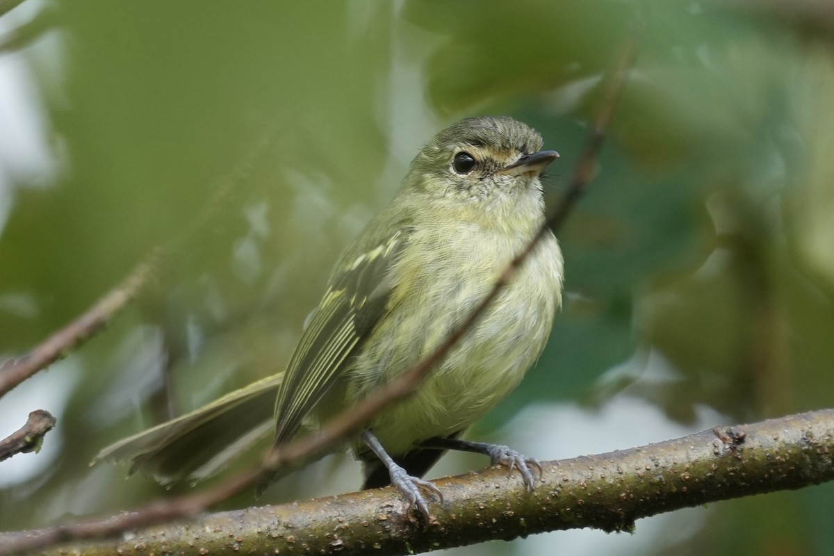 Bahia Tyrannulet - ML625852685
