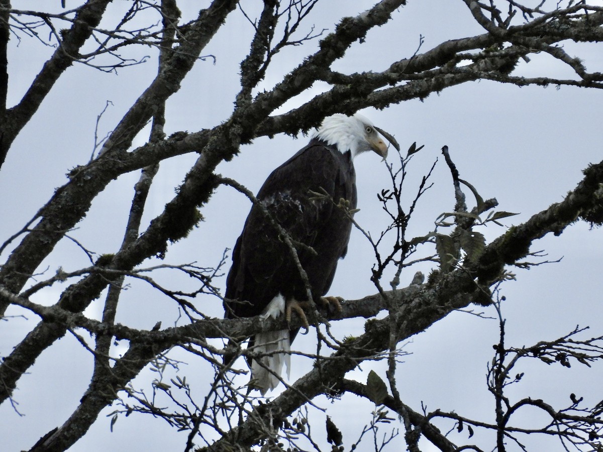 Bald Eagle - ML625852707