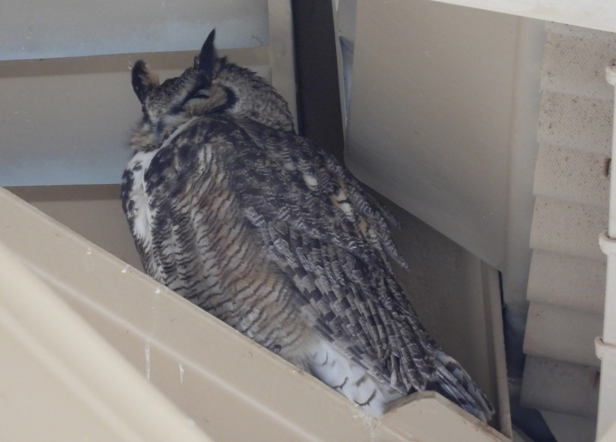 Great Horned Owl - ML625853354