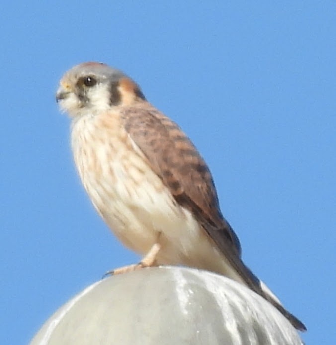 American Kestrel - ML625853359