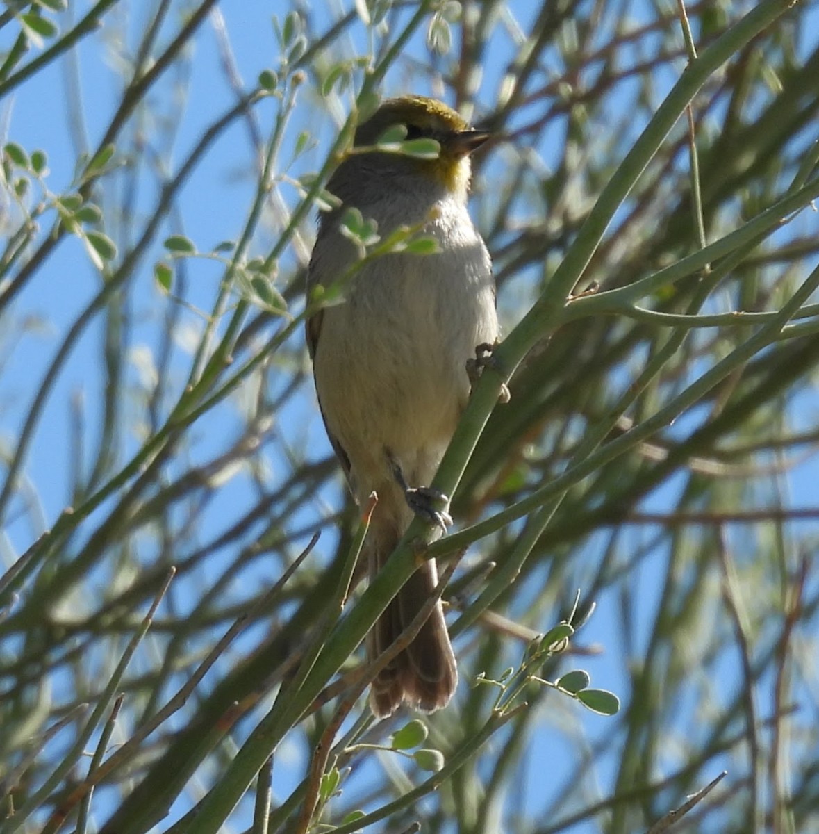 Verdin - ML625853366