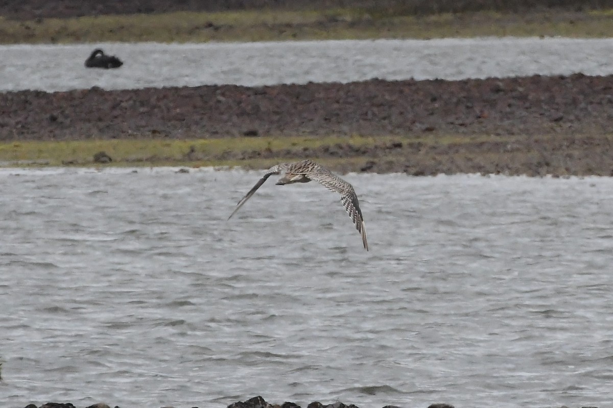 Far Eastern Curlew - ML625853457