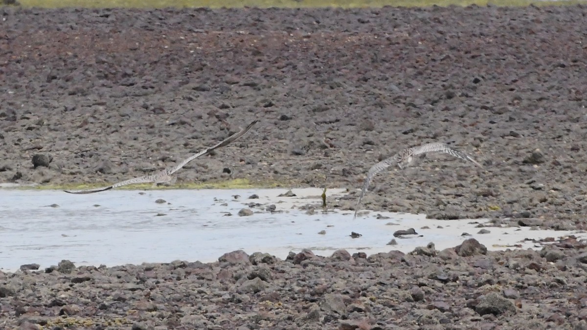 Far Eastern Curlew - ML625853477