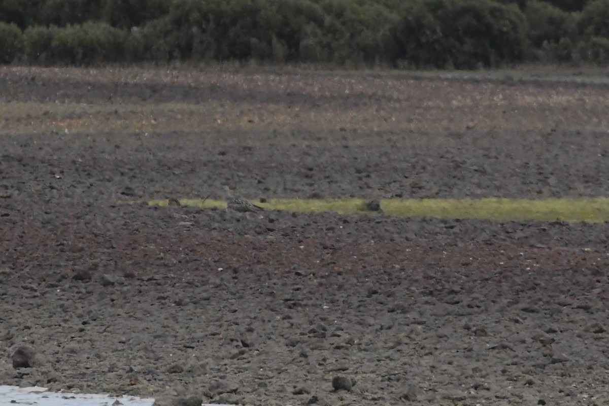 Far Eastern Curlew - ML625853484