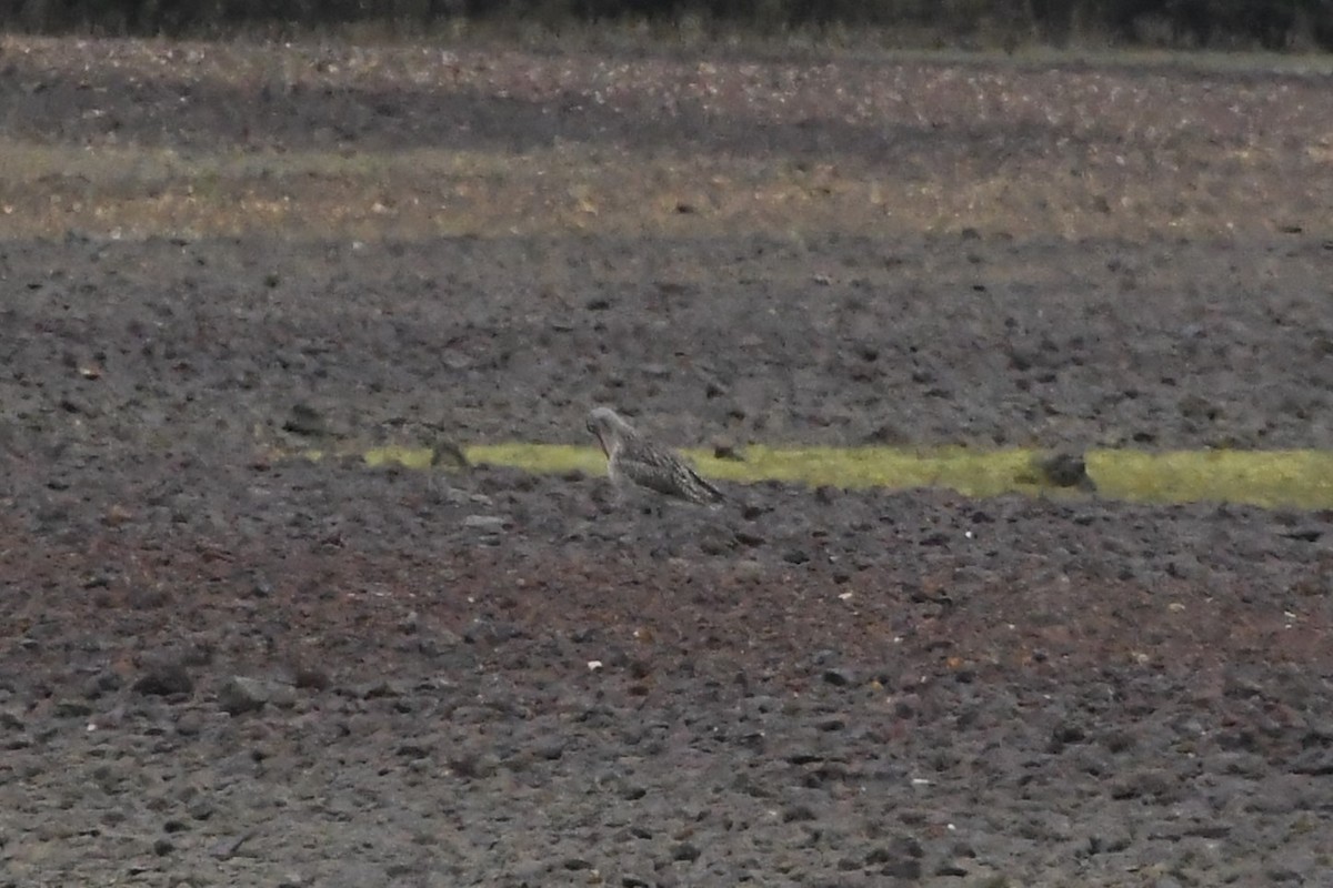 Far Eastern Curlew - ML625853489