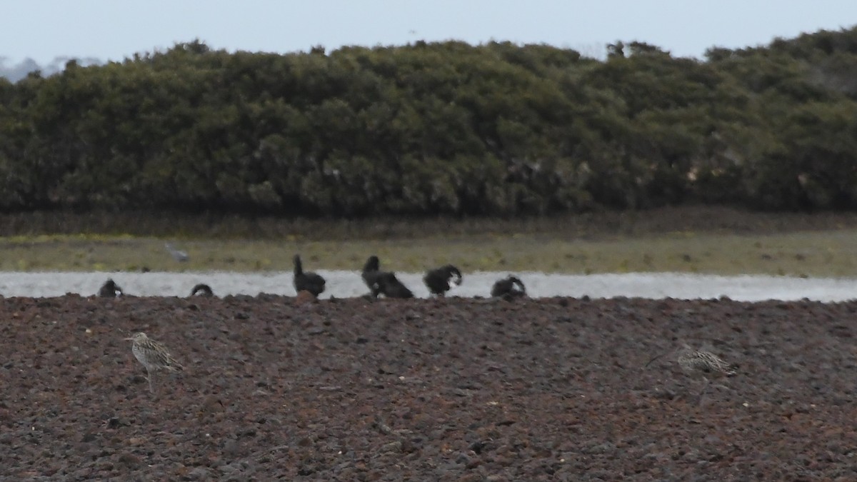 Far Eastern Curlew - ML625853507