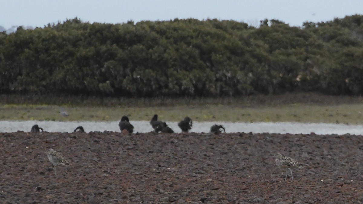 Far Eastern Curlew - ML625853515