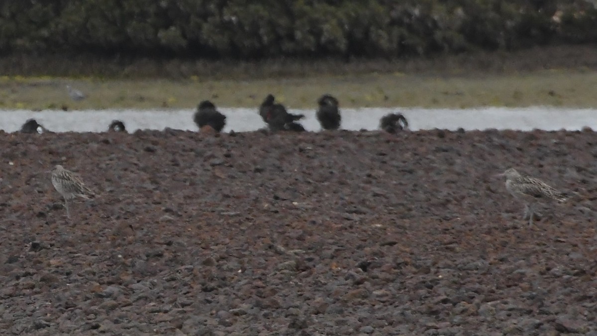 Far Eastern Curlew - ML625853520