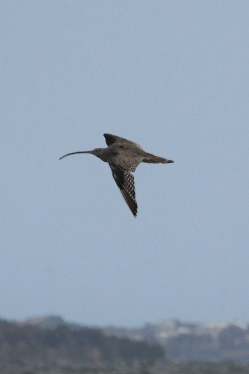 Far Eastern Curlew - ML625853531