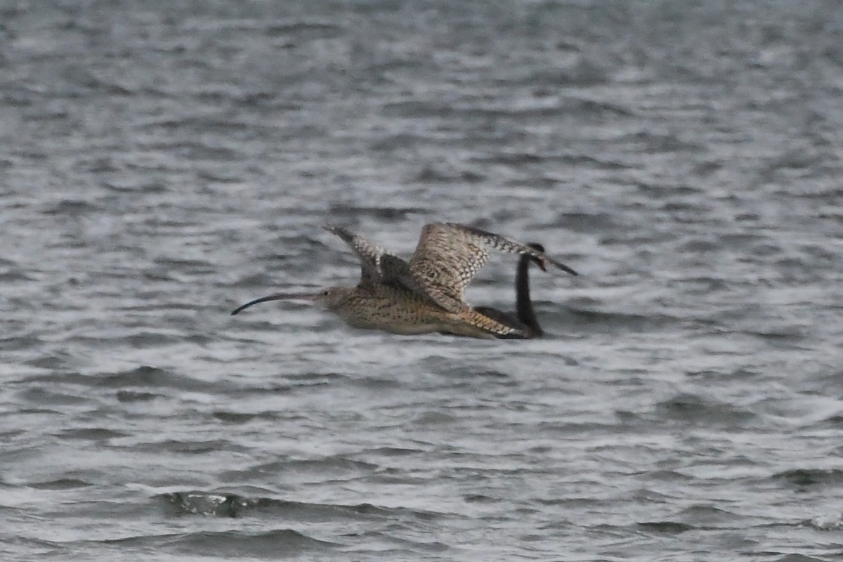 Far Eastern Curlew - ML625853543