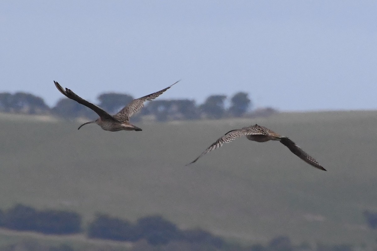 Far Eastern Curlew - ML625853549