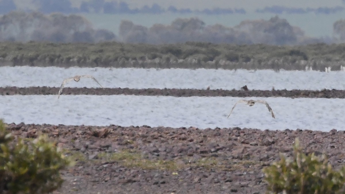 Far Eastern Curlew - ML625853572