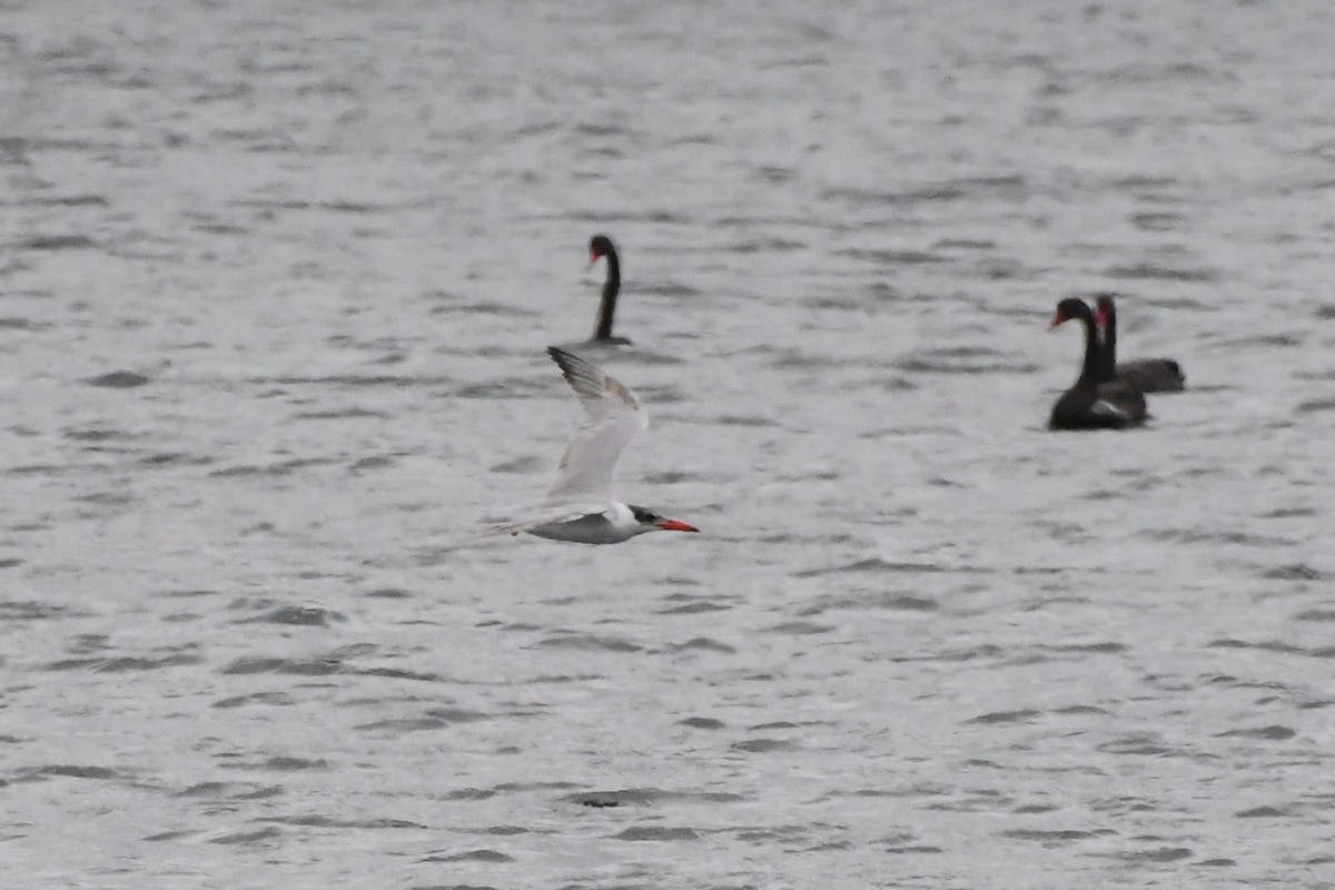 Caspian Tern - ML625853583