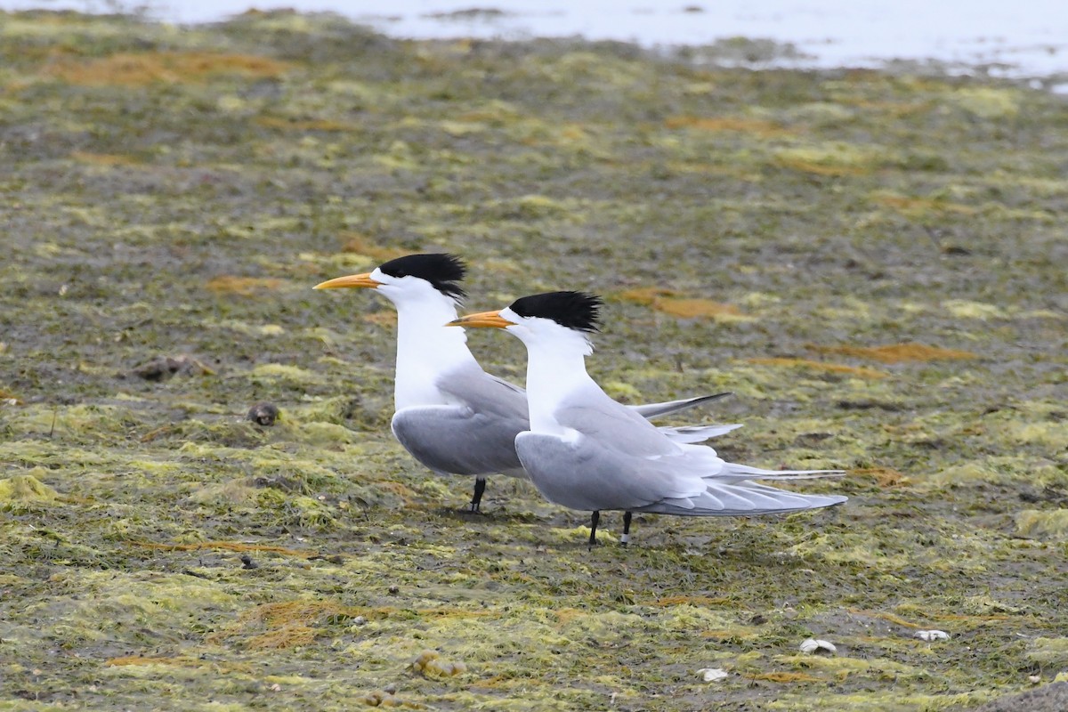 Great Crested Tern - ML625853589