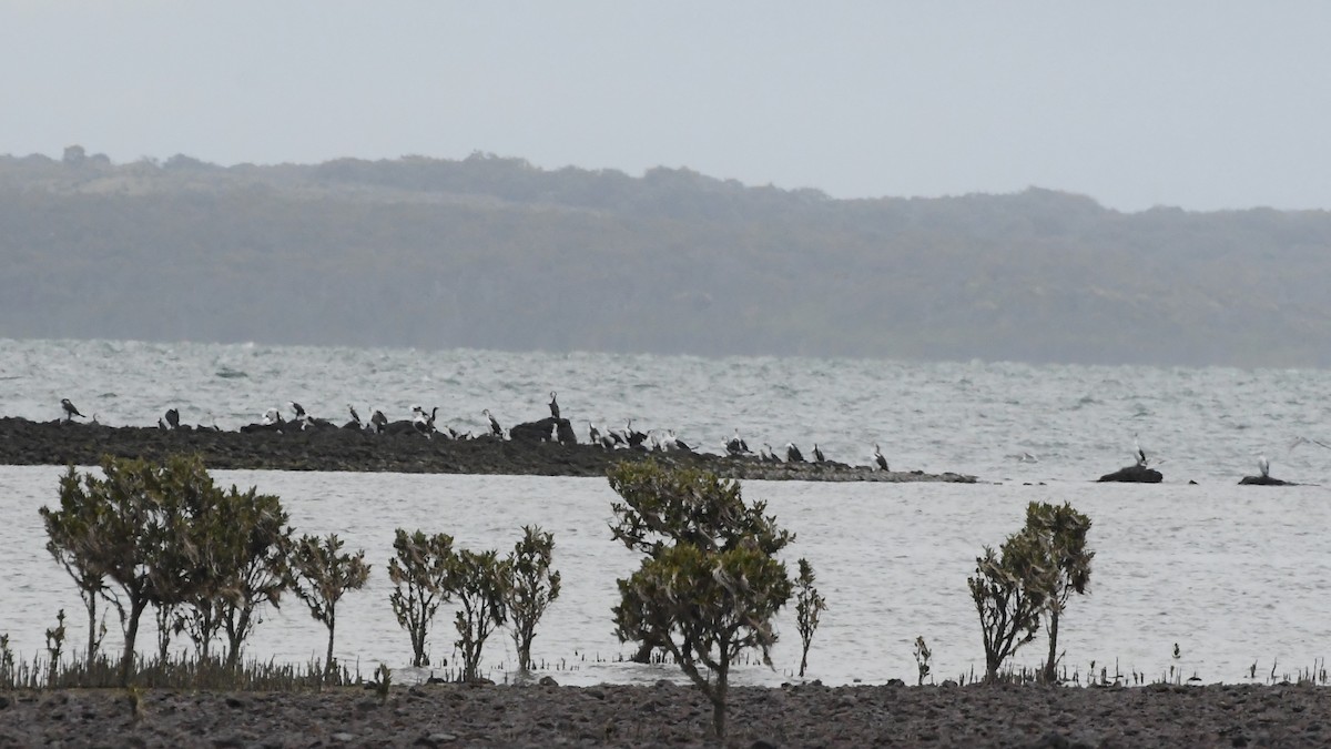 Pied Cormorant - ML625853598