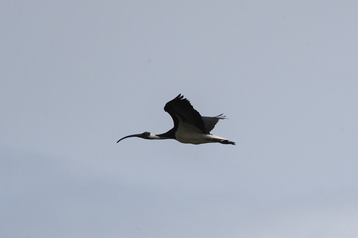 Straw-necked Ibis - ML625853626