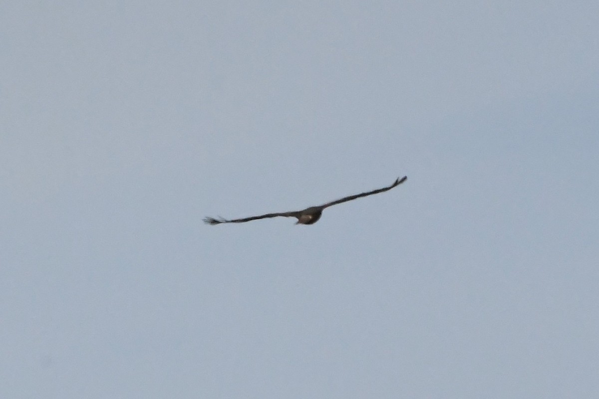 Swamp Harrier - ML625853651