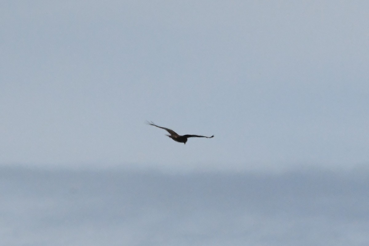 Swamp Harrier - ML625853653