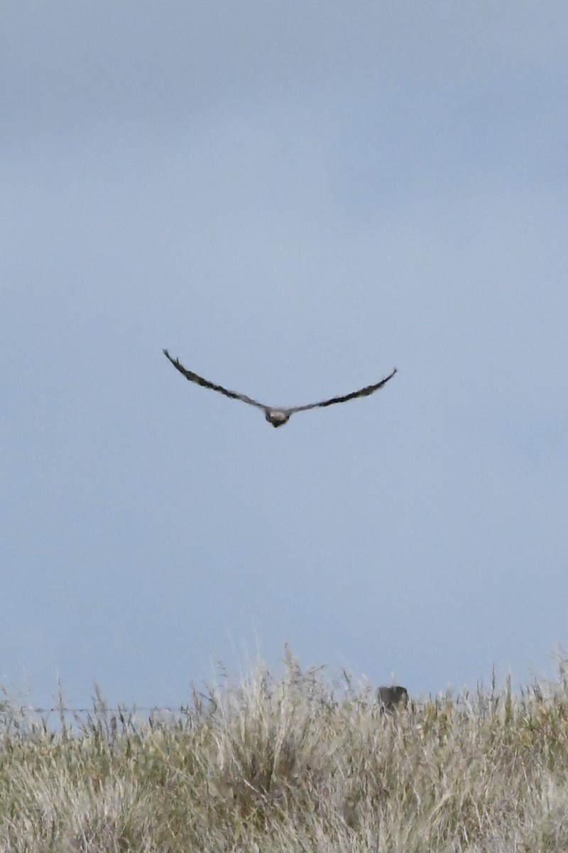 Swamp Harrier - ML625853672