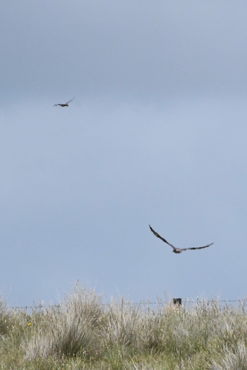 Swamp Harrier - ML625853680