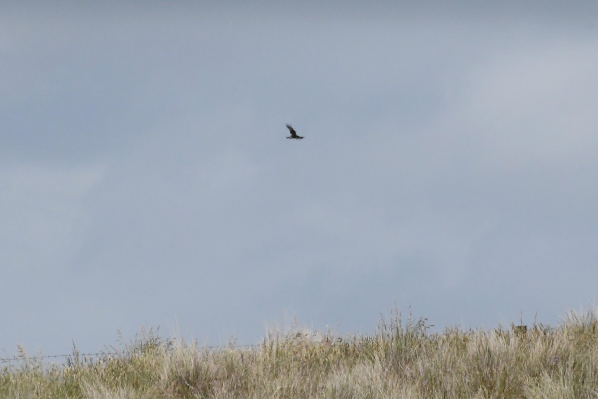 Swamp Harrier - ML625853693