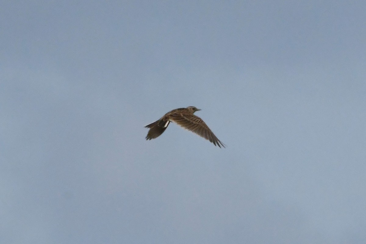 Eurasian Skylark - ML625853702