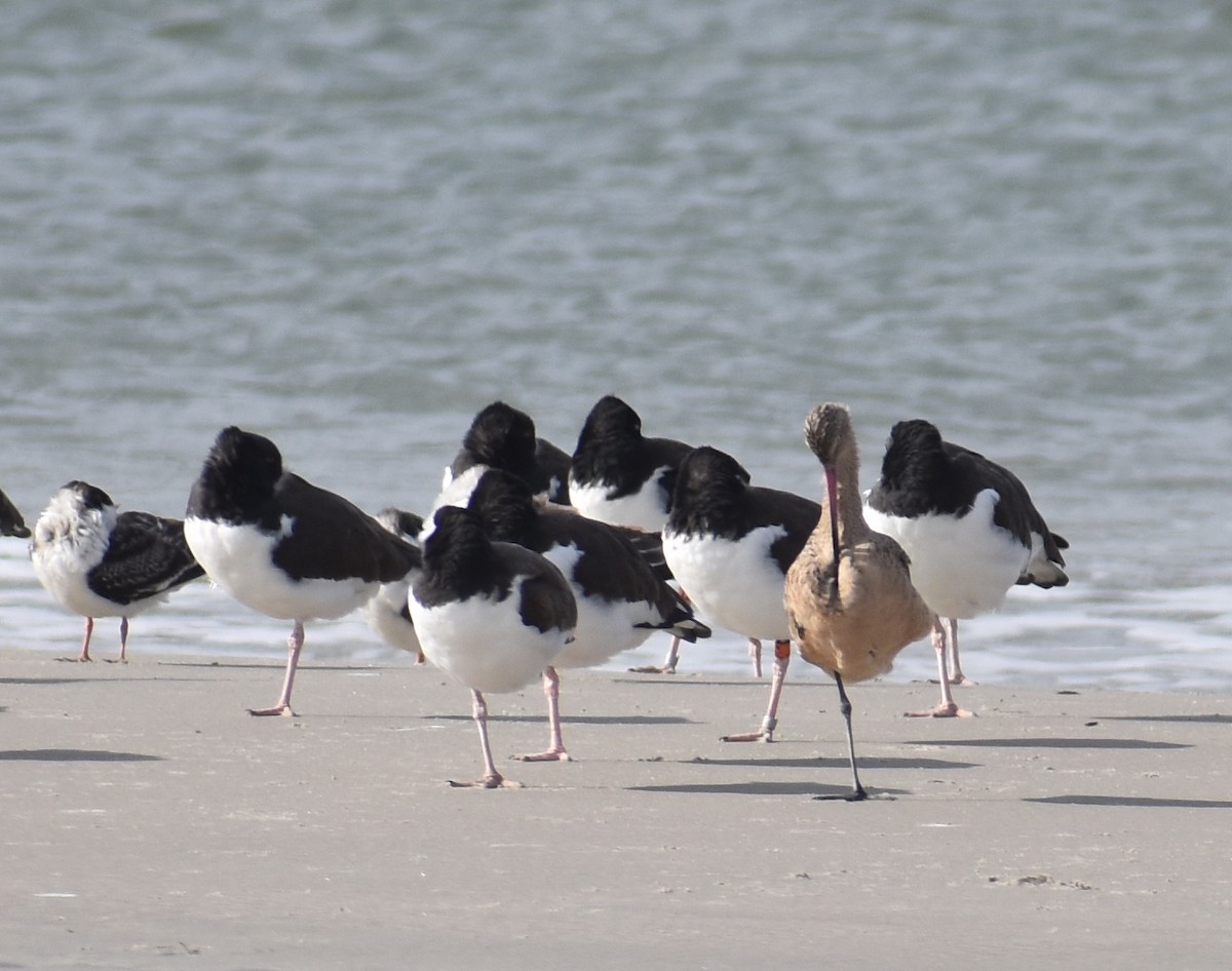 Marbled Godwit - ML625853703