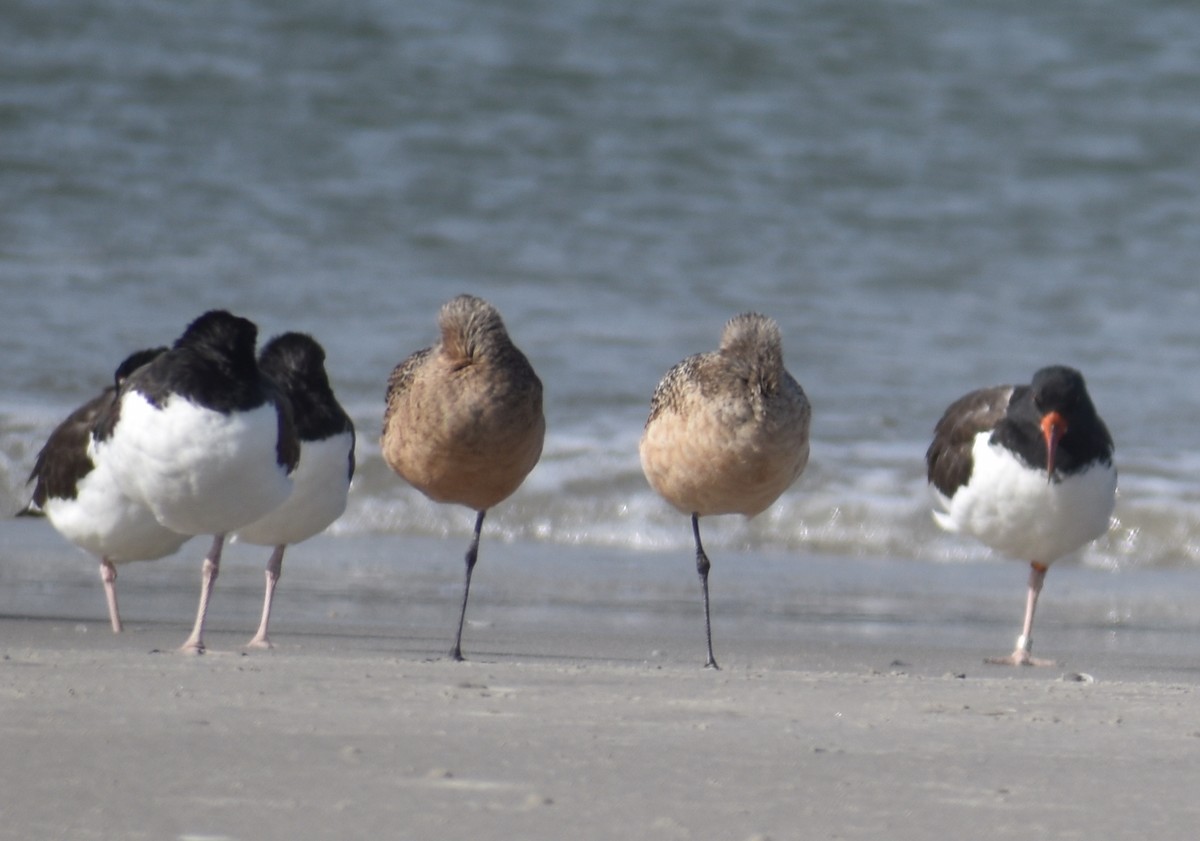 Marbled Godwit - ML625853709