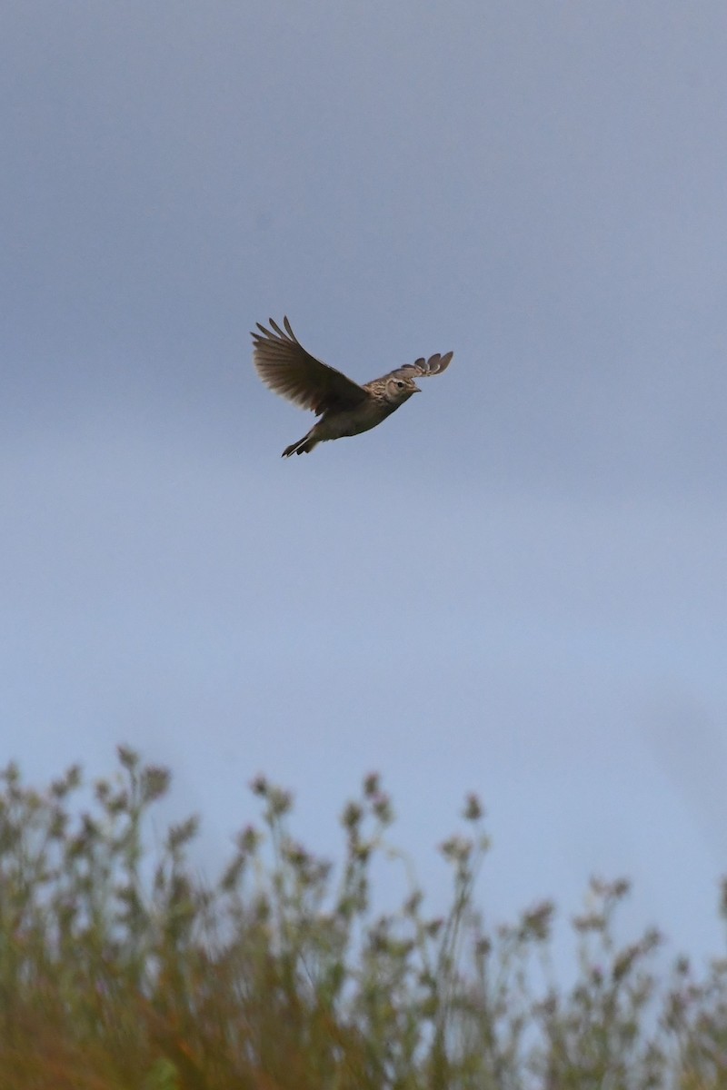 Eurasian Skylark - ML625853711