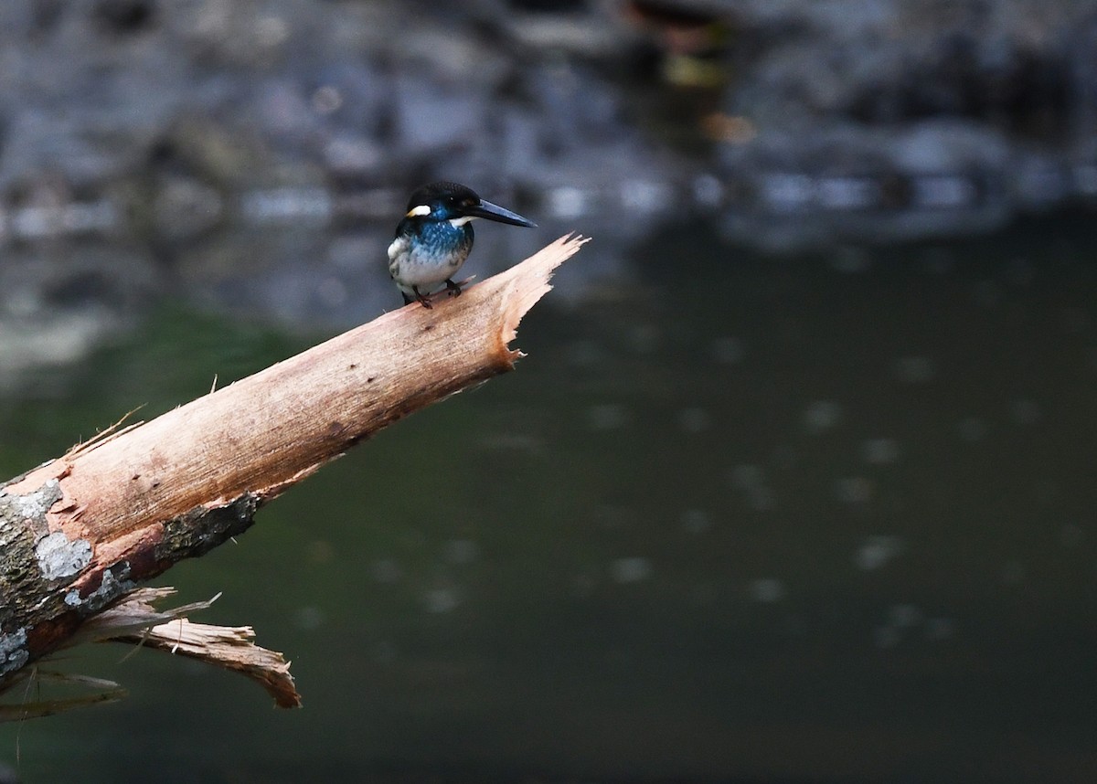 Malaysian Blue-banded Kingfisher - ML625853757