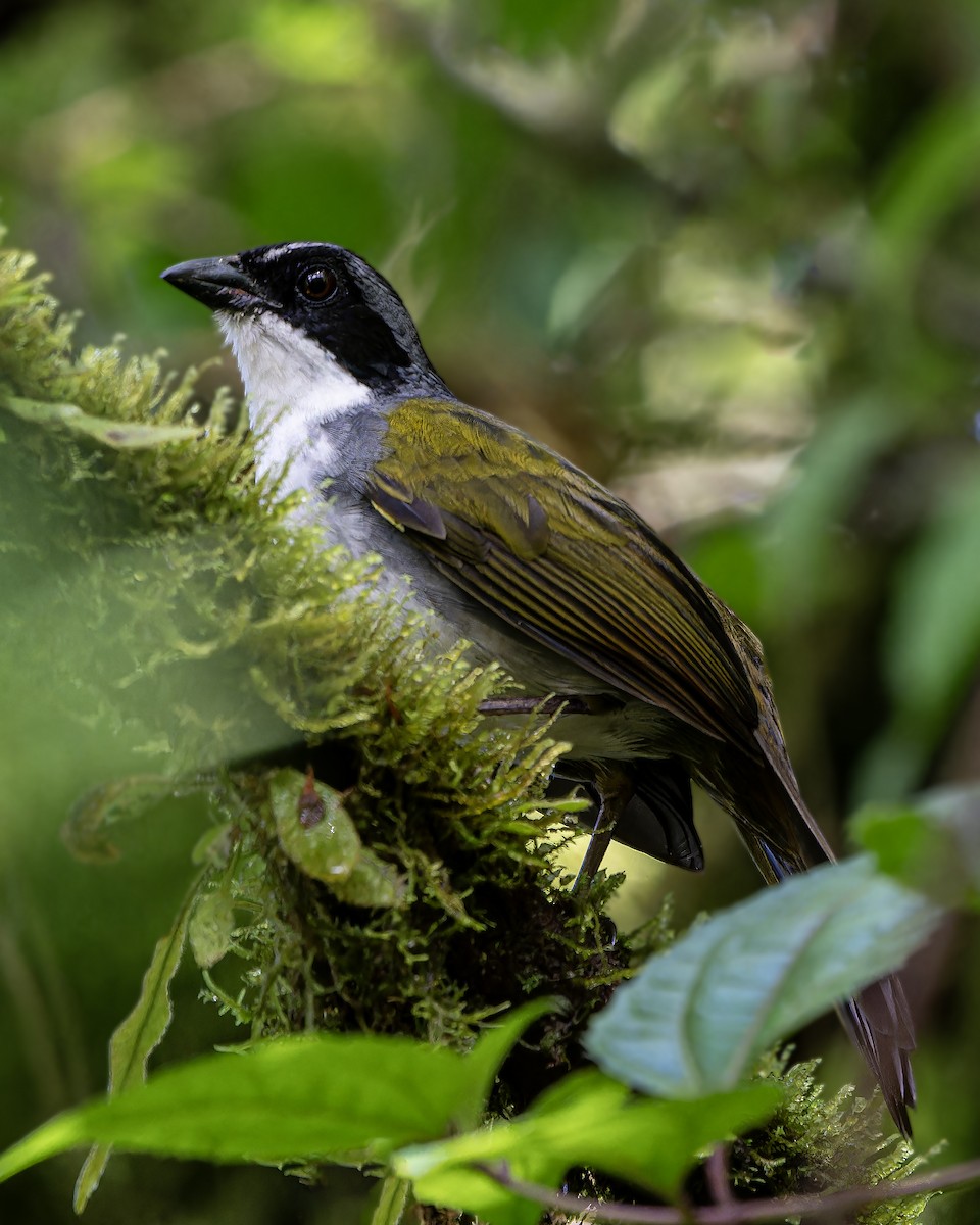 Costa Rican Brushfinch - ML625853800