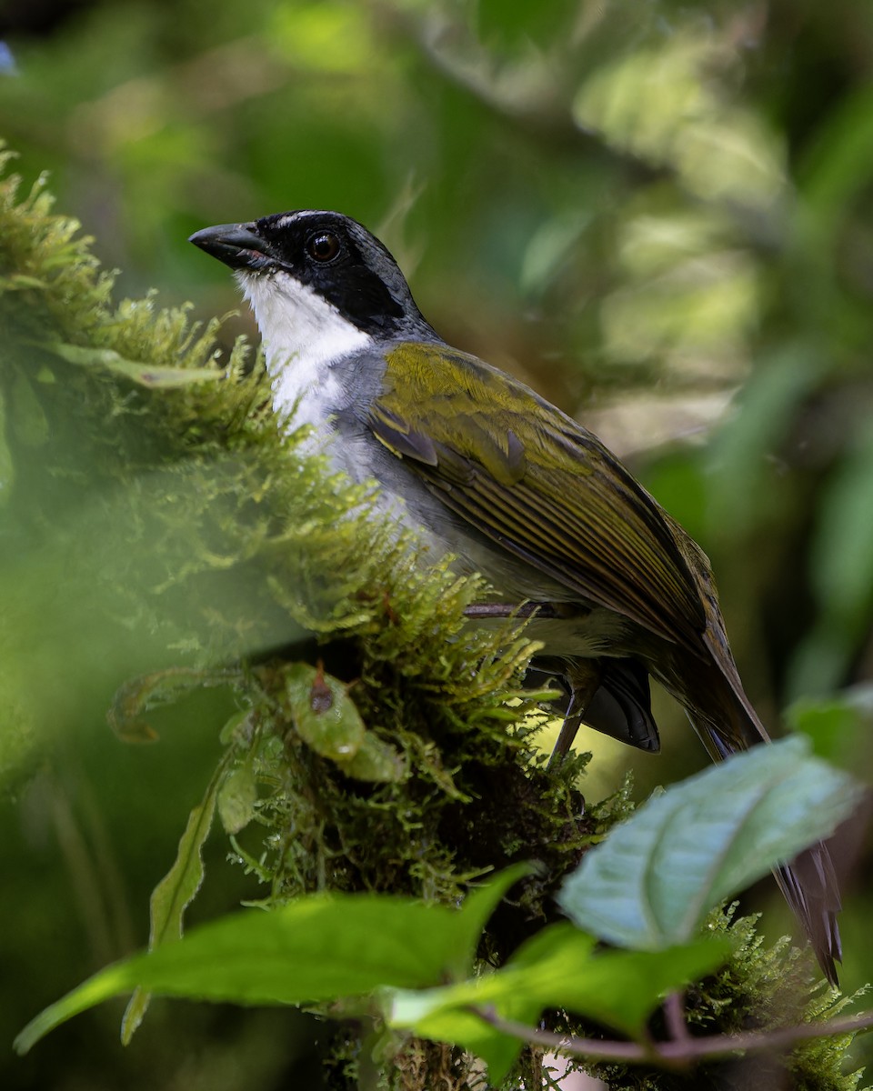 Costa Rican Brushfinch - ML625853801