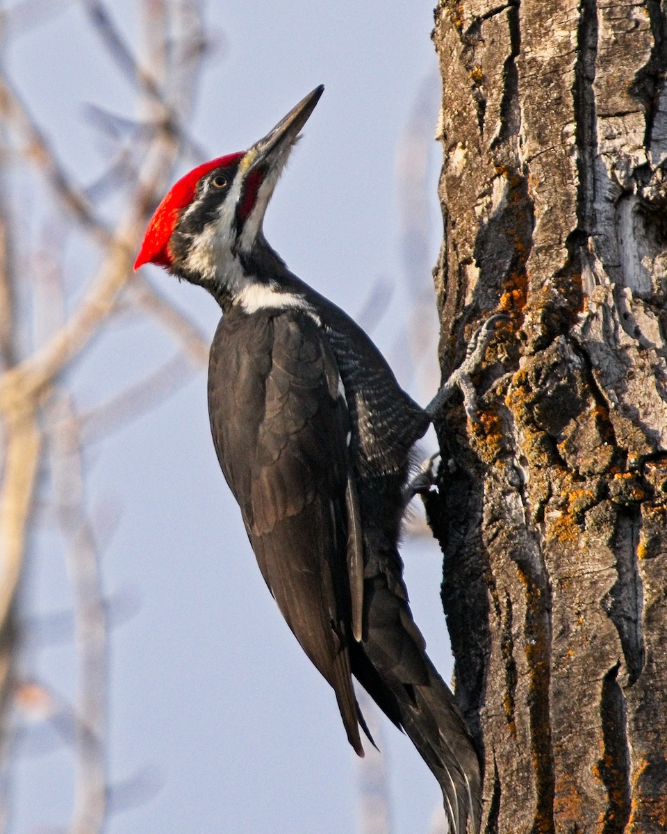 Pileated Woodpecker - ML625853871